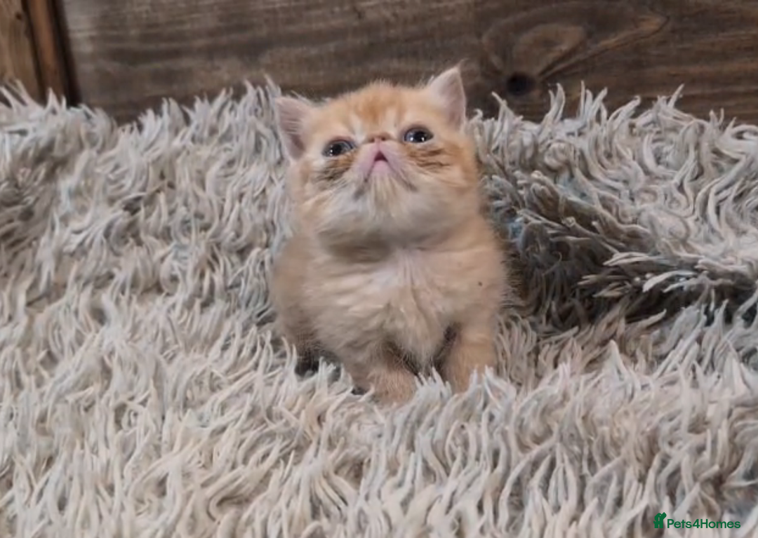 Persian cats for sale: Persian Kittens For Sale - Advert 33