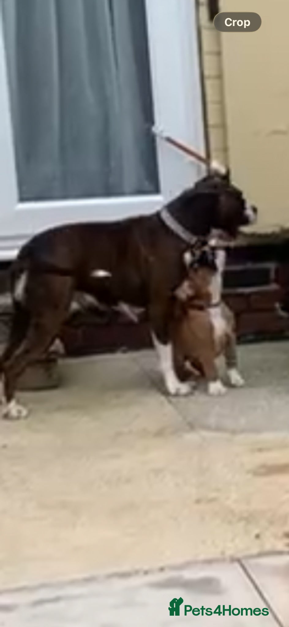 Boxer dogs Female bobtail brindle boxer puppy - Advert 3