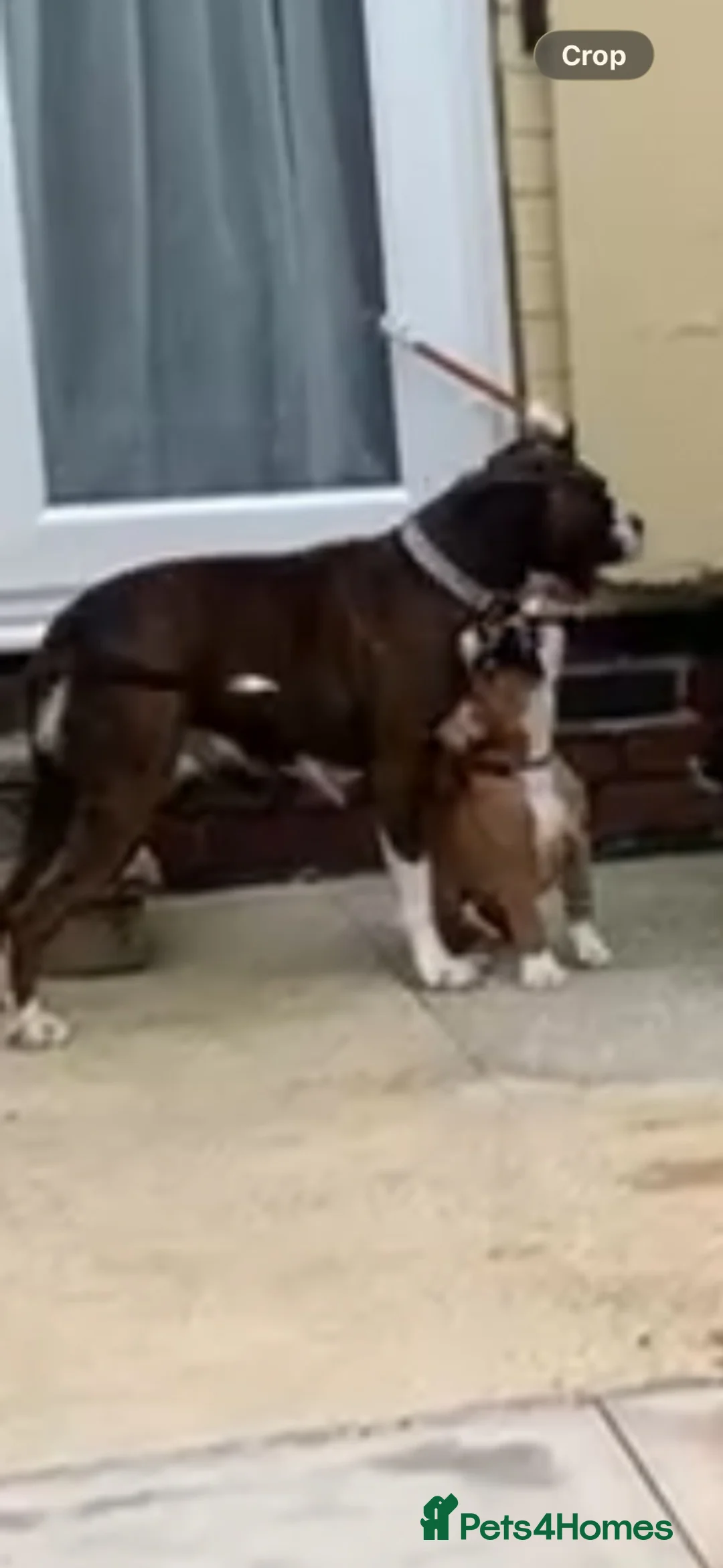 Boxer dogs for sale: Female bobtail brindle boxer puppy in Rotherham - Advert 1