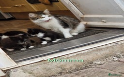 Maine Coon cats for sale: Maine Coon Cross  - Image 11