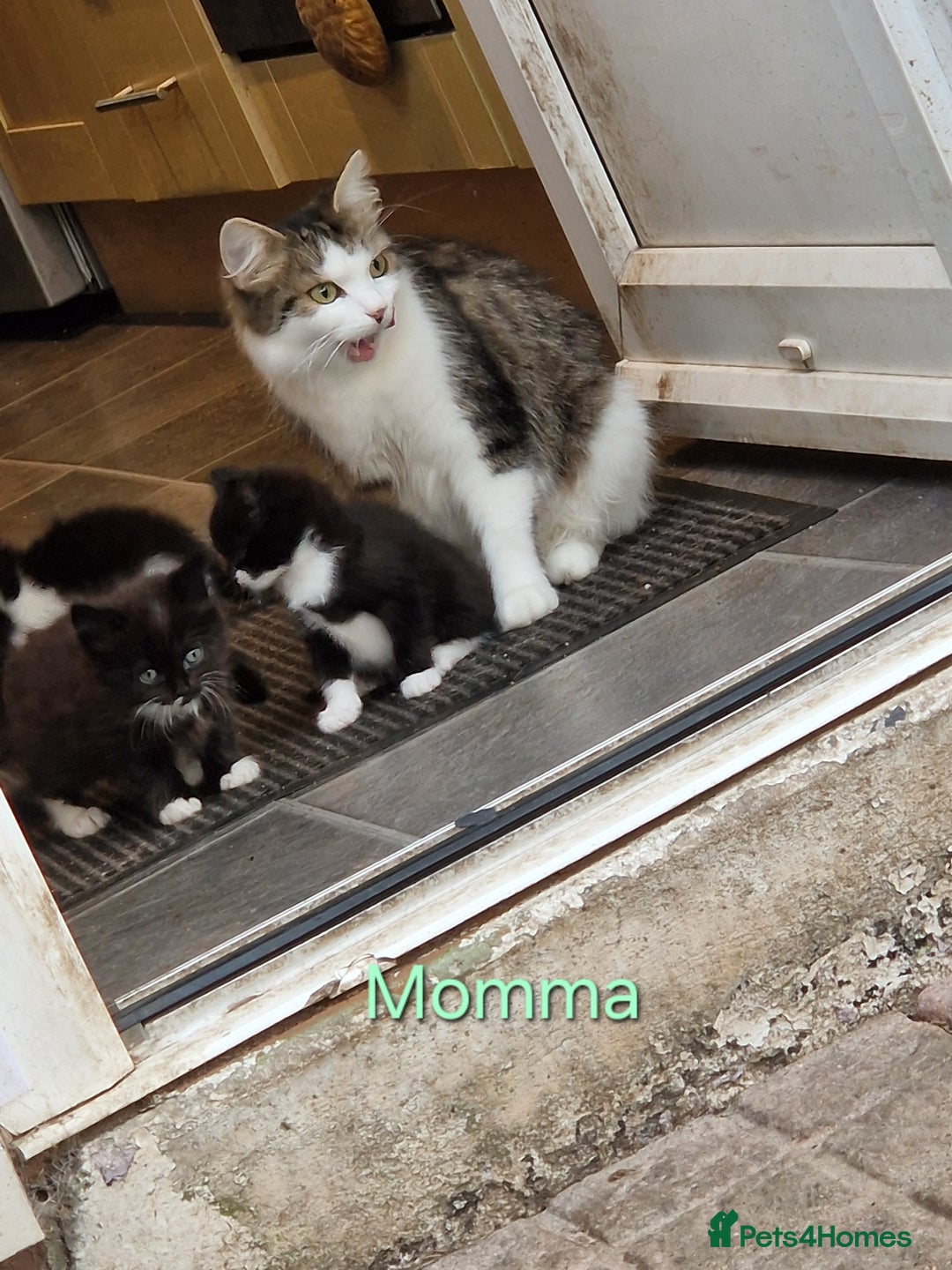 Maine Coon cats for sale: Maine Coon Cross  - Image 11
