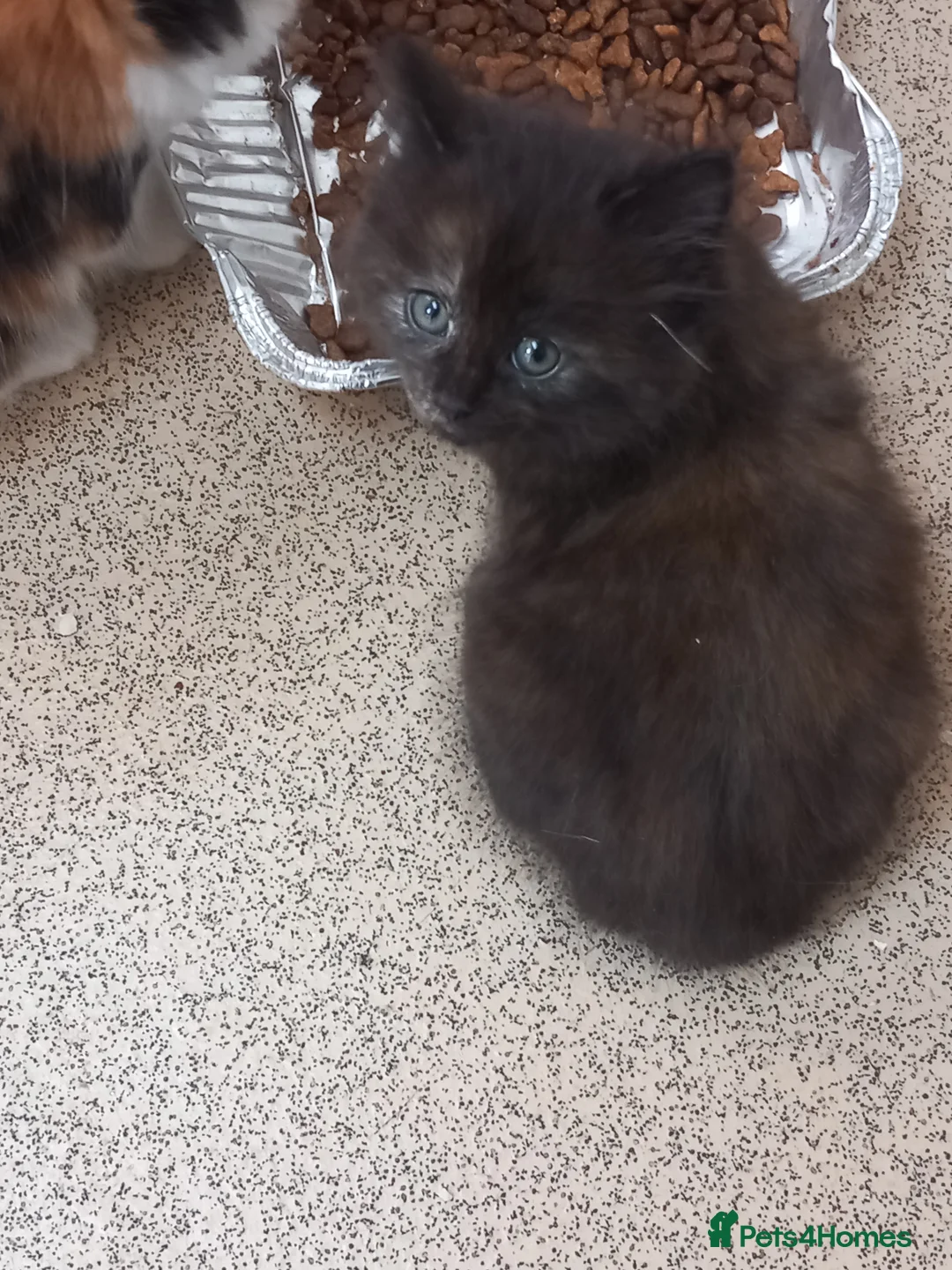 Maine Coon cats for sale: Two beautiful maine coons kitten for sale - Advert 1