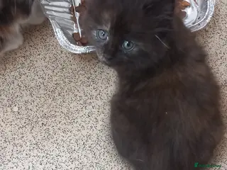 Maine Coon cats Two beautiful maine coons kitten for sale - Advert 1