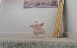 French Bulldog dogs for sale: High DNA French bulldog Male & Females  - Image 5