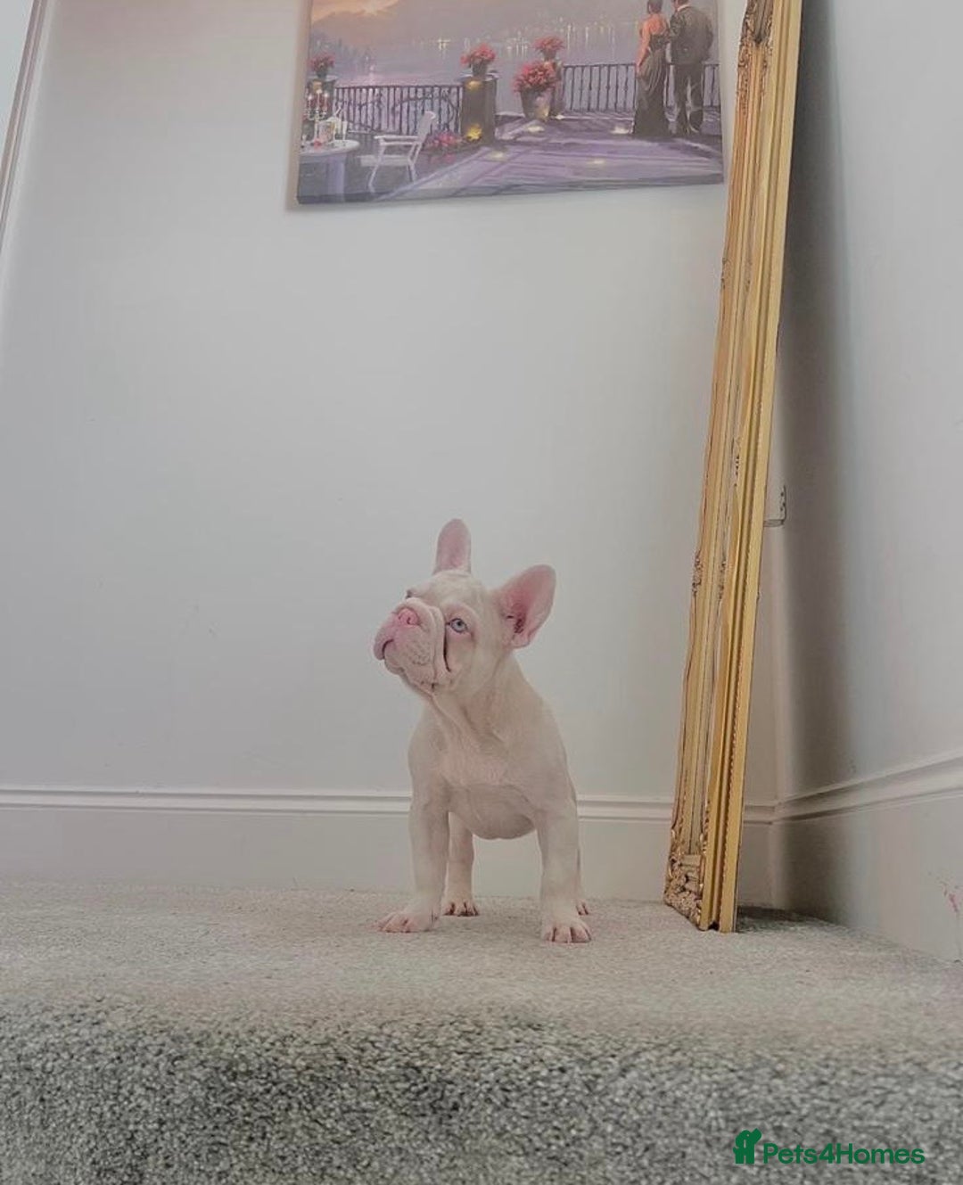 French Bulldog dogs for sale: High DNA French bulldog Male & Females  - Image 5