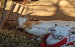 Goats livestock for sale: This years kids to go now  - Advert 2
