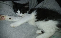 Maine Coon cats for sale:  Vet check. Full Vaccinated. Microchiped kittens in Sudbury - Image 25