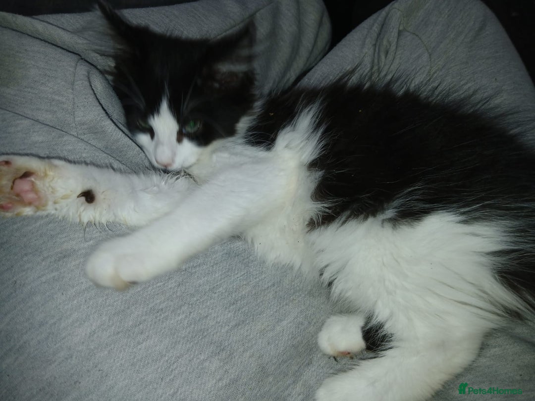 Maine Coon cats for sale:  Vet check. Full Vaccinated. Microchiped kittens in Sudbury - Image 25