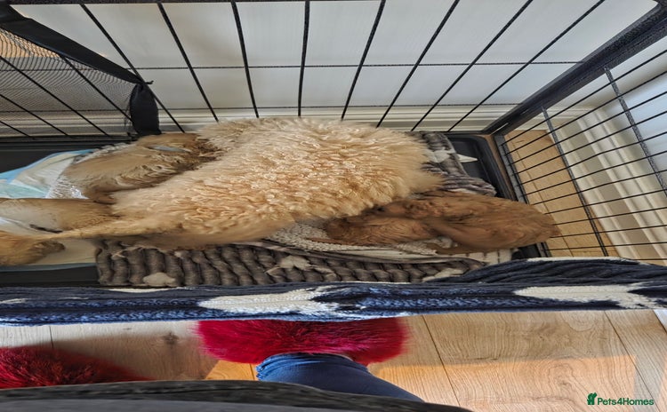 Toy Poodle dogs TOY POODLE PUPS  - Advert 1