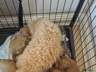 Toy Poodle dogs TOY POODLE PUPS - Advert 1