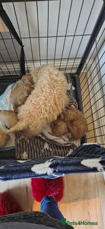 Toy Poodle dogs TOY POODLE PUPS - Advert 1