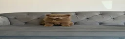 Chow Chow dogs for sale: Stunning exotic colour chowski puppies for sale  - Advert 34