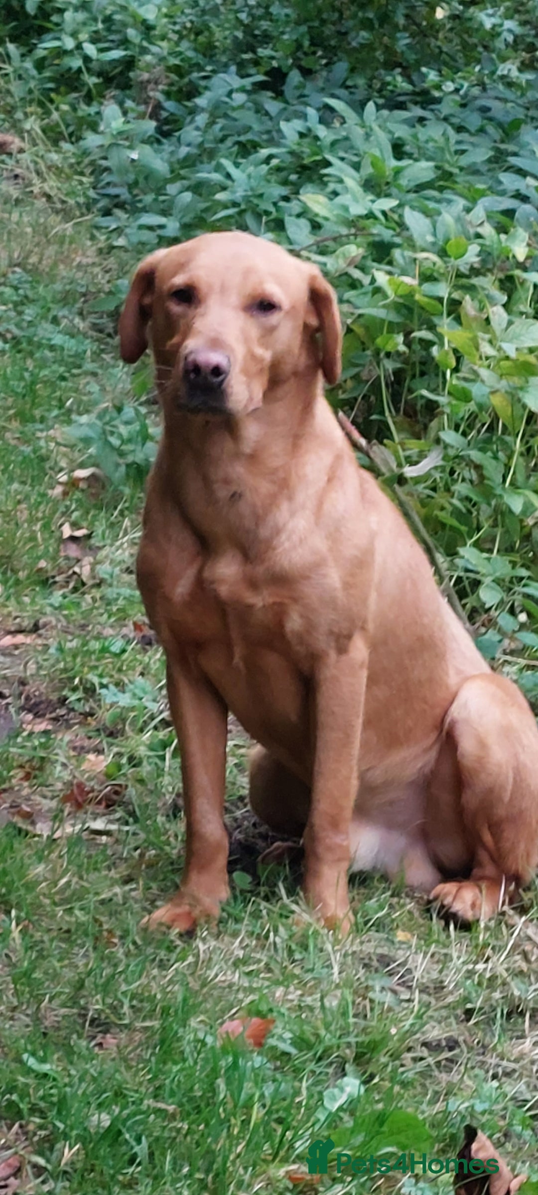 Labrador Retriever dogs for sale: Fox red labrador pups  - Image 10