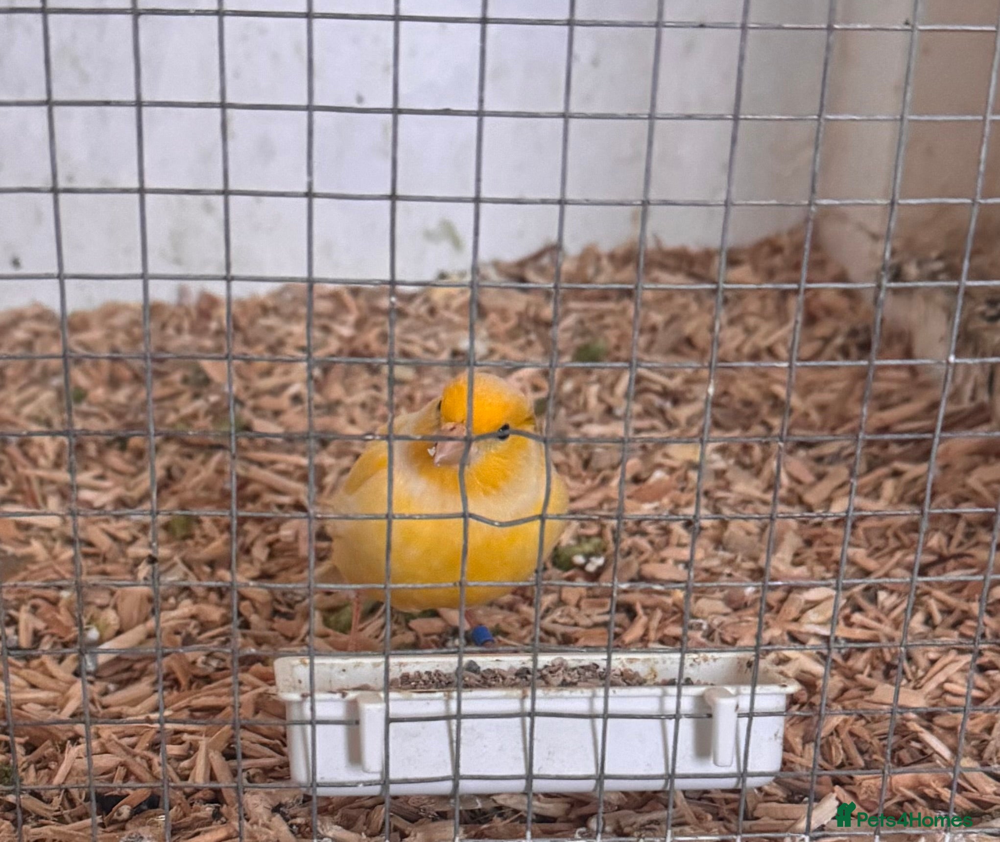 Canaries birds Fife canaries  - Advert 2