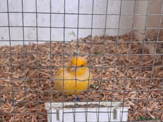 Canaries birds Fife canaries - Advert 1