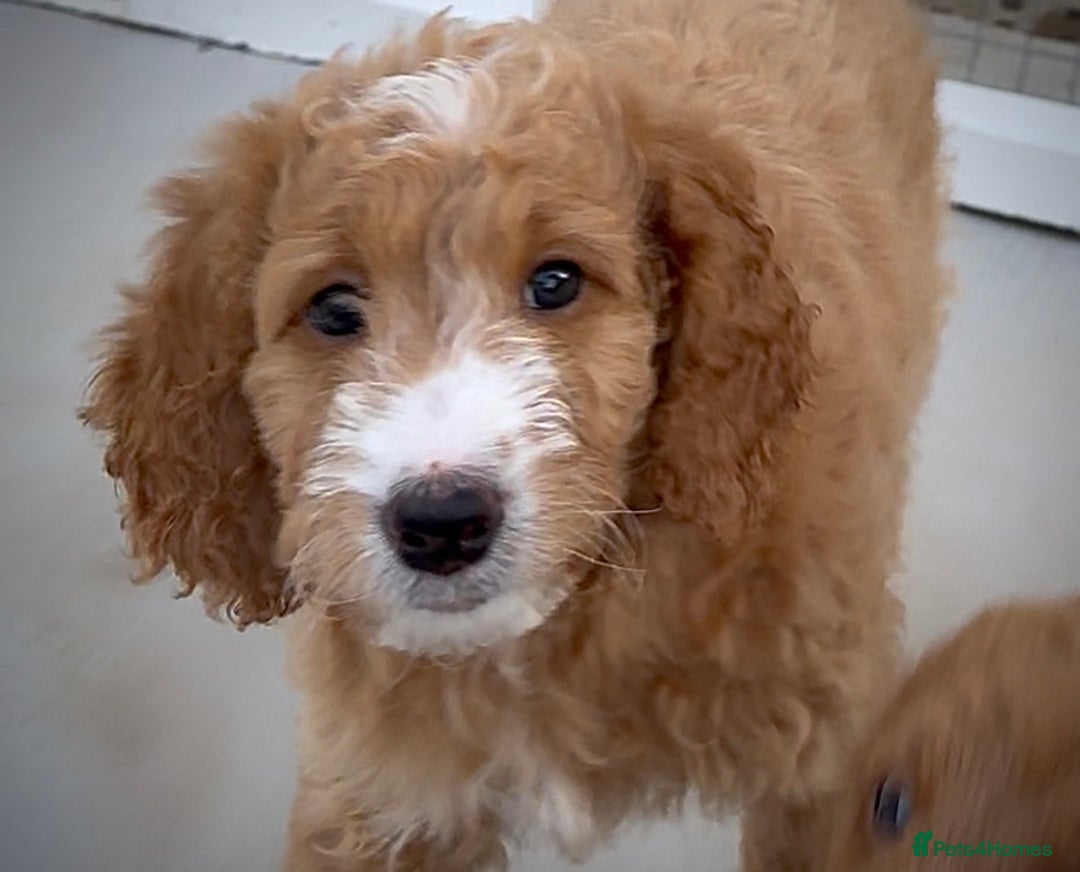 Australian Labradoodle dogs for sale: Australian Golden doodle female , ready to go - Image 9