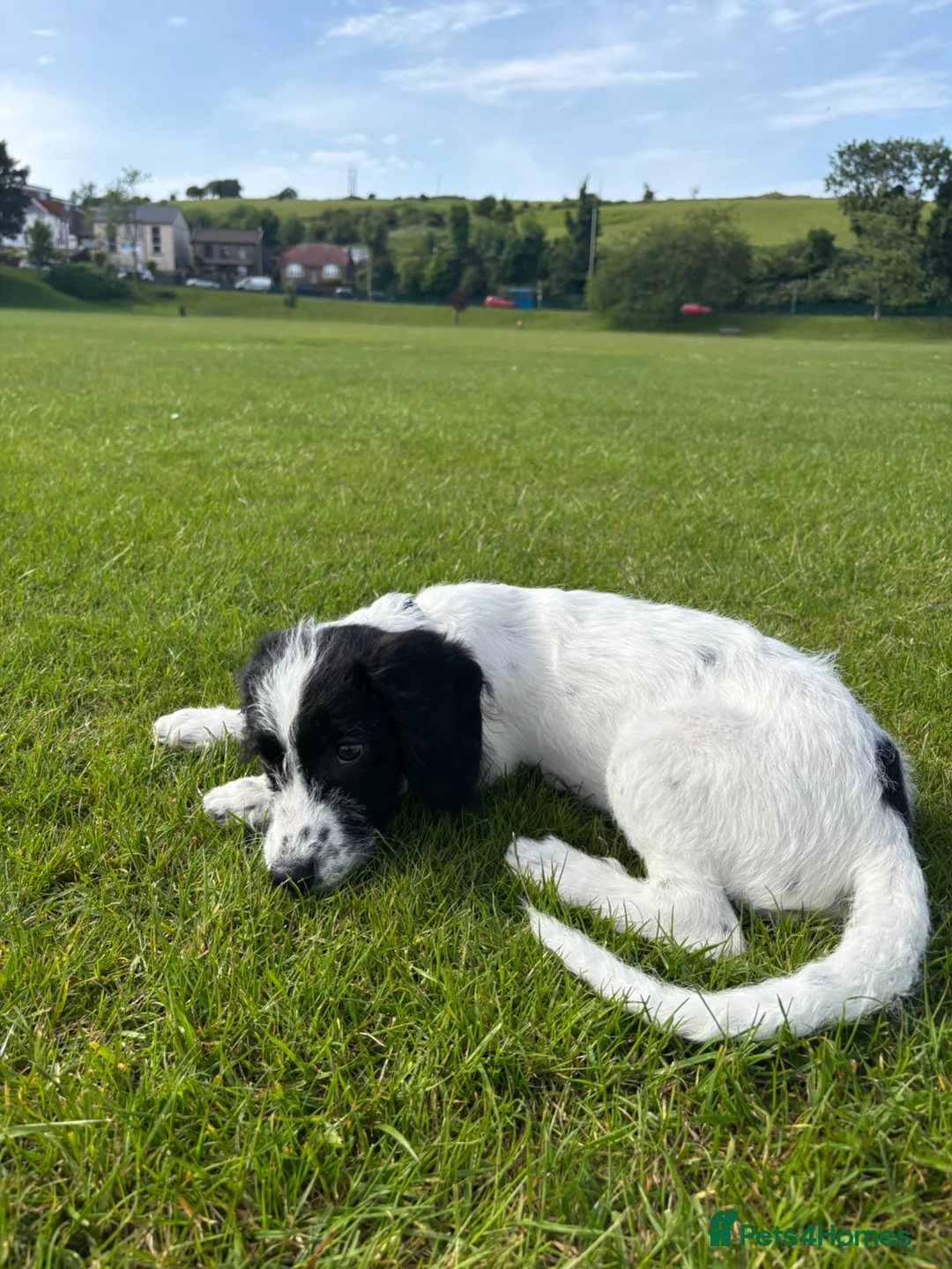 Mixed Breed dogs for sale: Cookerpoo male for sale - Advert 3