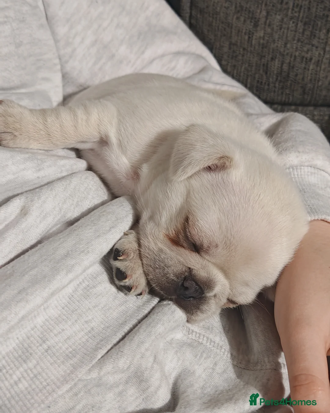 Frug dogs for sale: Frug puppies  - Advert 14