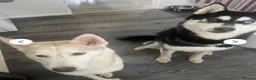 Siberian Husky dogs for sale: Siberian husky male 8 weeks old - Advert 2