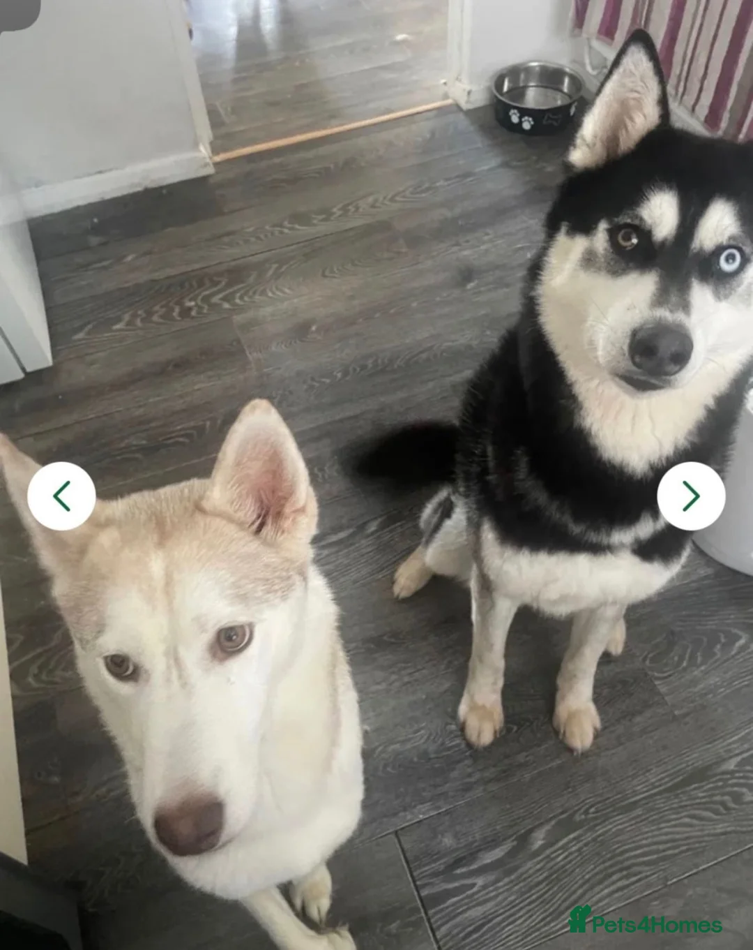 Siberian Husky dogs for sale: Siberian husky male 8 weeks old - Advert 2