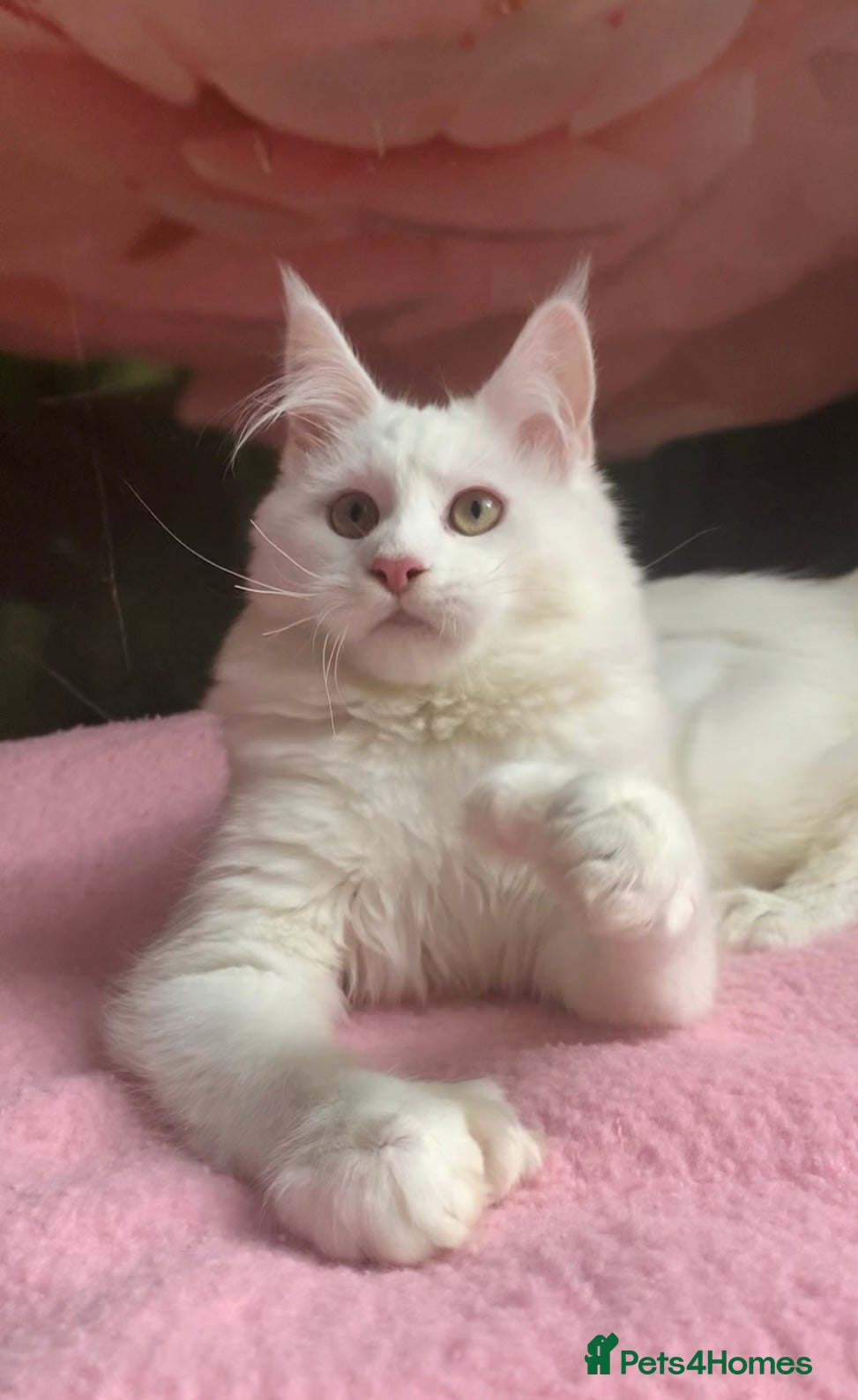 Maine Coon cats for sale: Purebred Maine Coon female kitten spayed  - Advert 6