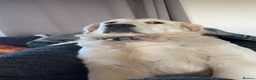 Golden Retriever dogs for sale: KC Registered Golden Retriever Puppies - Advert 12