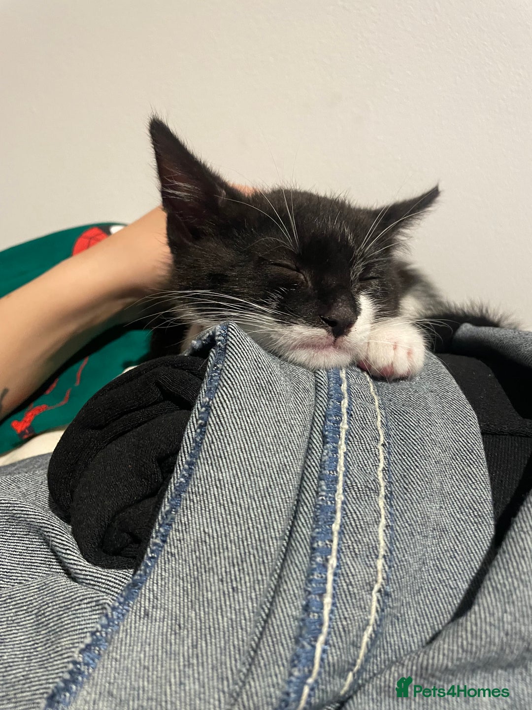 Domestic Shorthair cats for sale: 2 beautiful cats - Advert 2