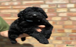 Labradoodle dogs for sale: Health Tested - F1 Labradoodles - Image 4