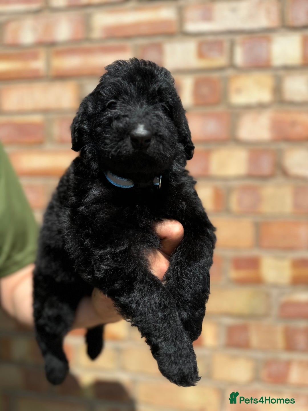 Labradoodle dogs for sale: Health Tested - F1 Labradoodles - Image 4
