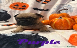 French Bulldog dogs for sale: 7 beautiful French bulldog  - Image 3