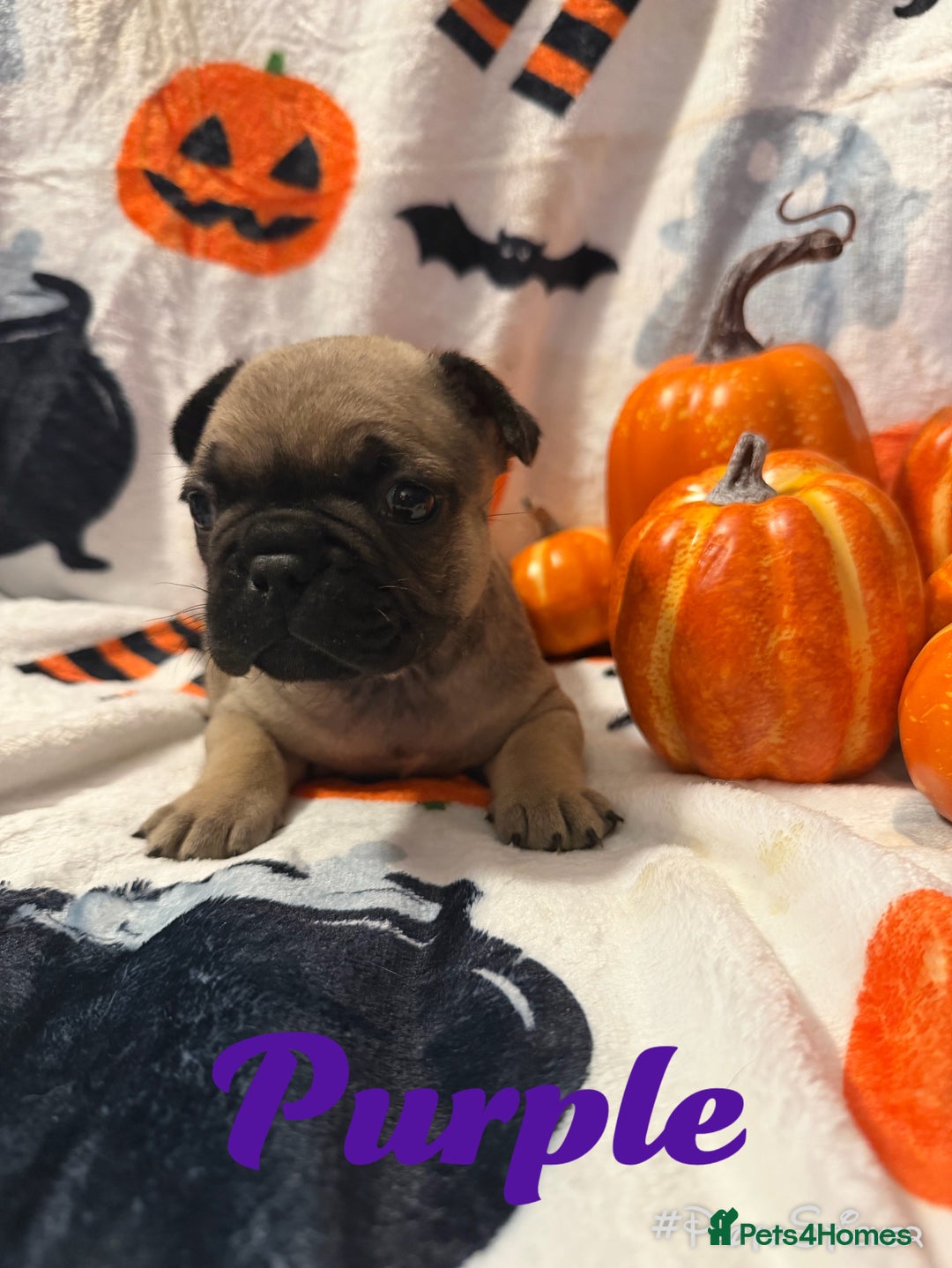 French Bulldog dogs for sale: 7 beautiful French bulldog  - Image 3
