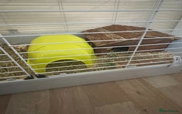 Guinea Pig rodents for sale: 2 male guinea pigs and indoor cage  - Image 4