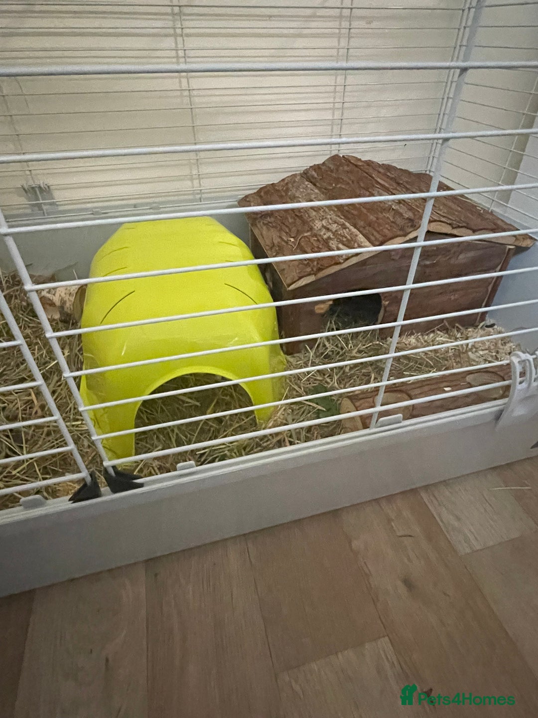 Guinea Pig rodents for sale: 2 male guinea pigs and indoor cage  - Image 4