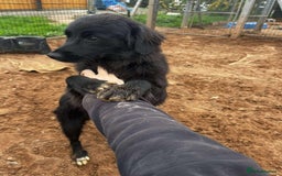 Mixed Breed dogs for adoption: Meet Bailey, currently residing in Cheshire  - Image 4