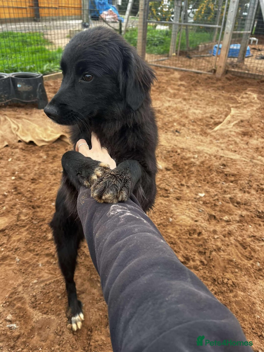 Mixed Breed dogs for adoption: Meet Bailey, currently residing in Cheshire  - Image 4
