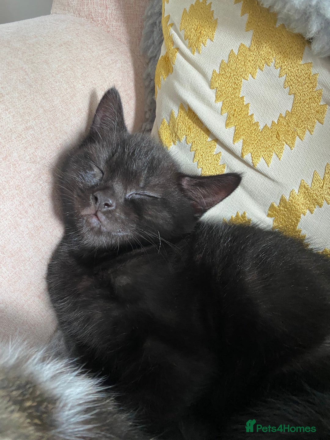 British Shorthair cats for sale: kittens ready now for new home - Image 2