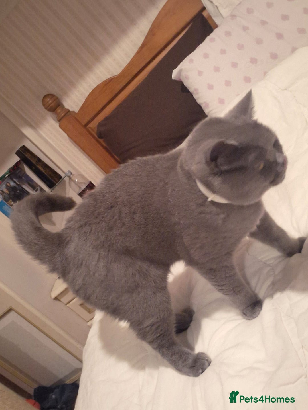 British Shorthair cats for sale: Beautiful British blue girl - Advert 8