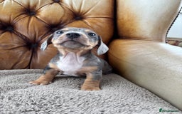 Miniature Dachshund dogs for sale: Miniature Dachshund puppies for sale - Image 6
