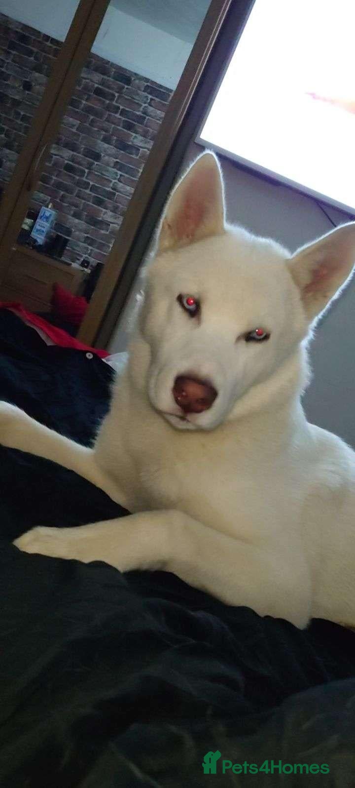 Siberian Husky dogs 7 YO Ghost  - Advert 20