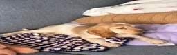 Cocker Spaniel dogs for sale: Cocker Spaniel  in Woking - Advert 2