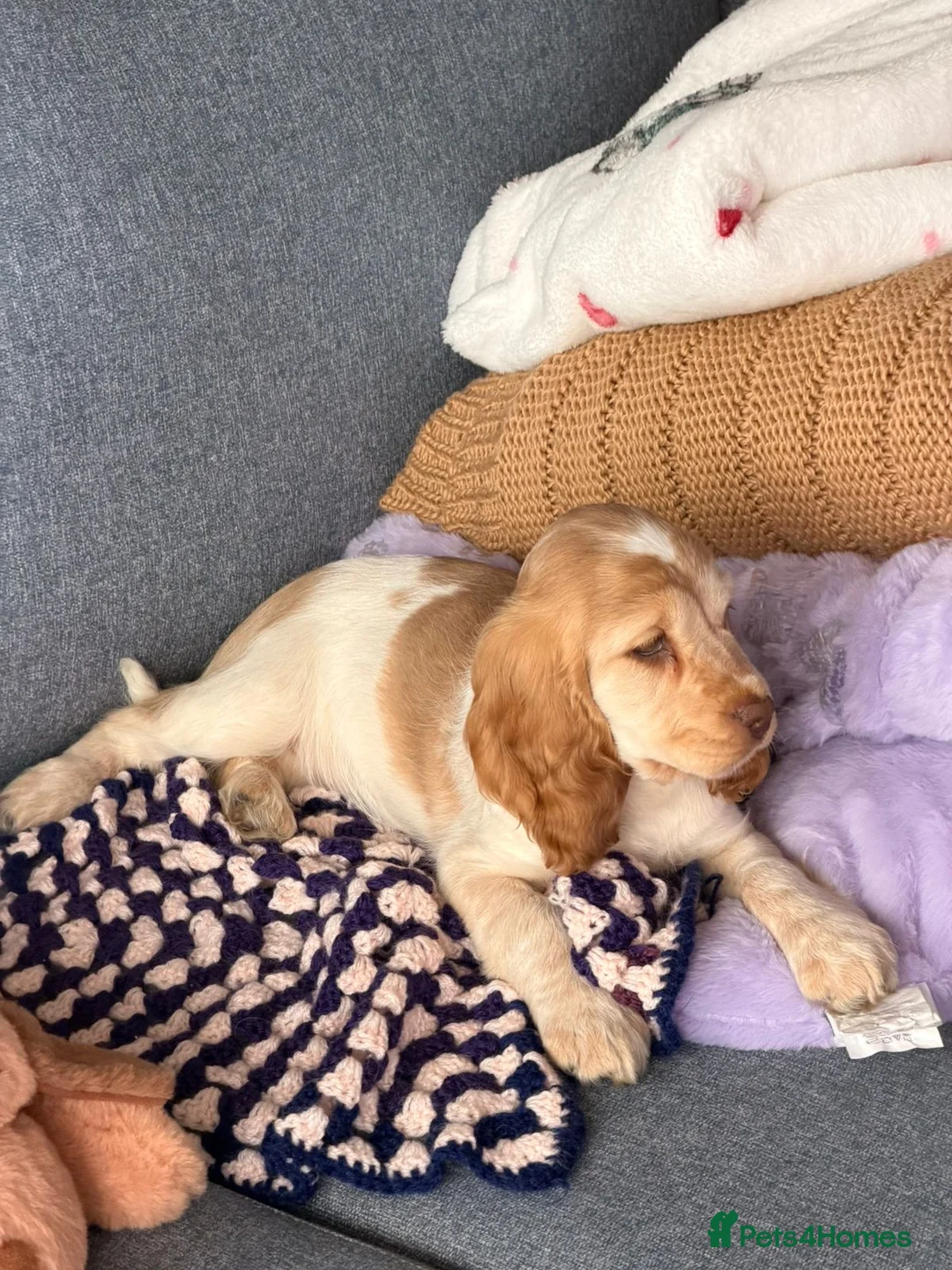 Cocker Spaniel dogs for sale: Cocker Spaniel  in Woking - Advert 2