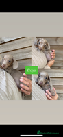 Miniature Dachshund dogs - Advert 2