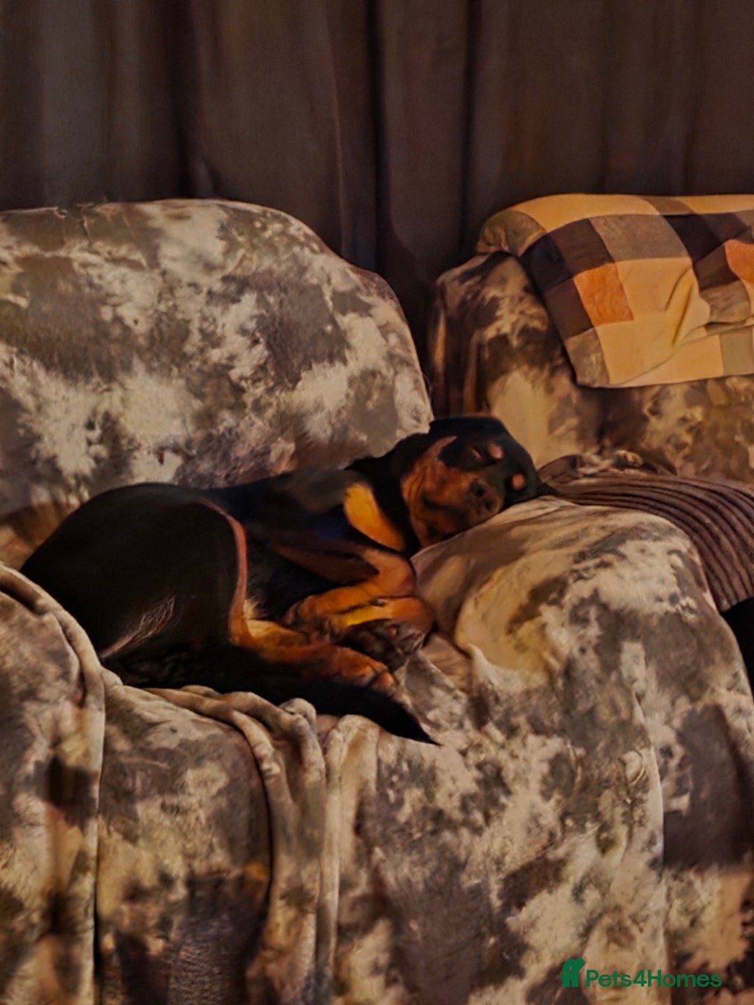 Rottweiler dogs for sale: 6 month old rottie girl - Image 4
