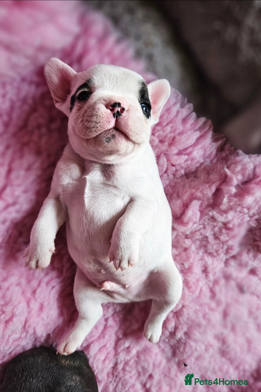 French Bulldog dogs for sale: French Bulldog looking for a loving home ❤️ - Image 6