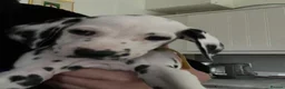 Dalmatian dogs for sale: male Dalmatian  - Advert 4