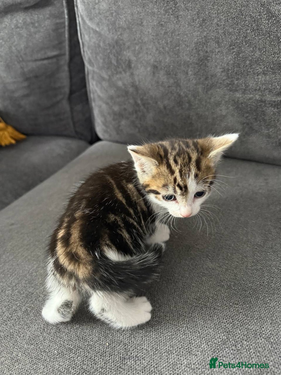 American Shorthair cats for sale: Smart stunning mixed colour kittens  - Image 22