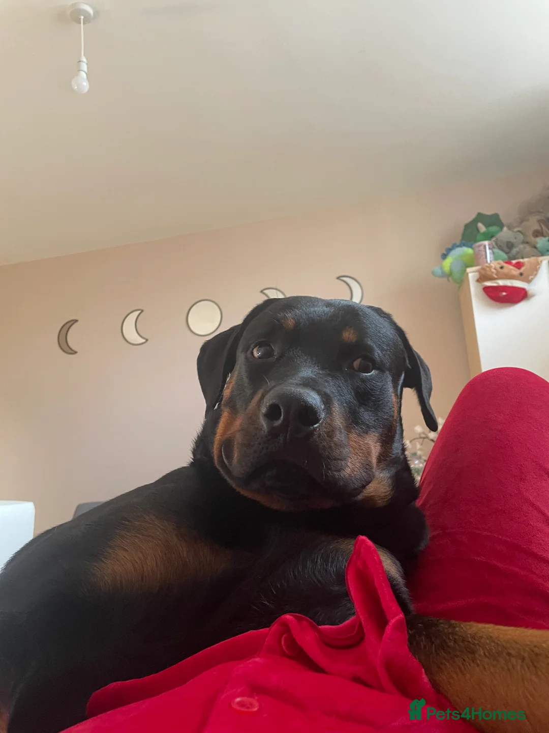 Gallery Image {{count}}