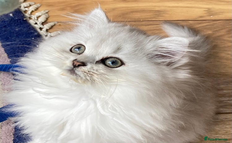 Persian cats - Advert 1