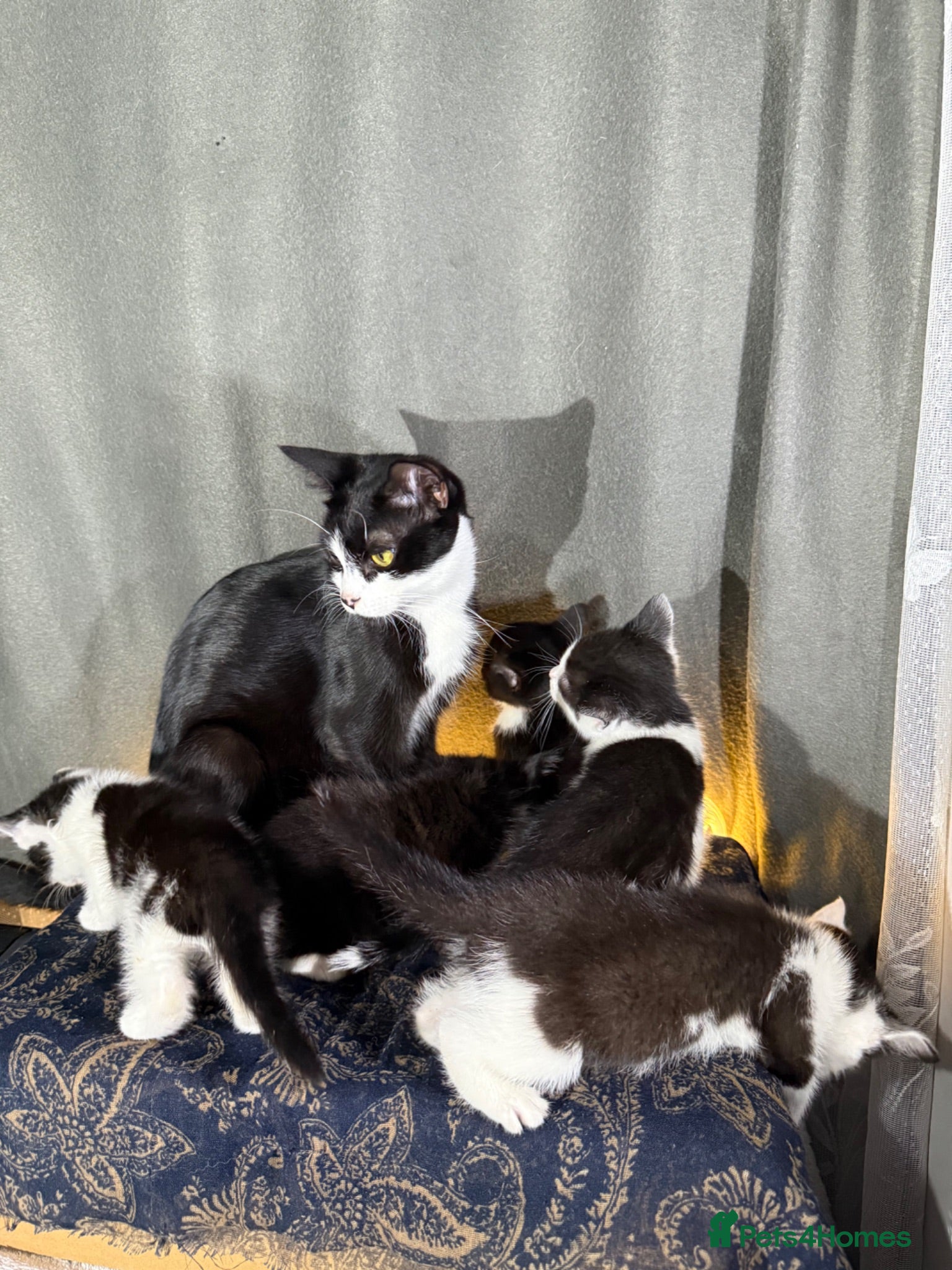 Korat cats 2 beautiful kittens for sale!!! - Advert 3