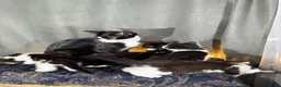 Korat cats for sale: 2 beautiful kittens for sale!!! - Advert 1